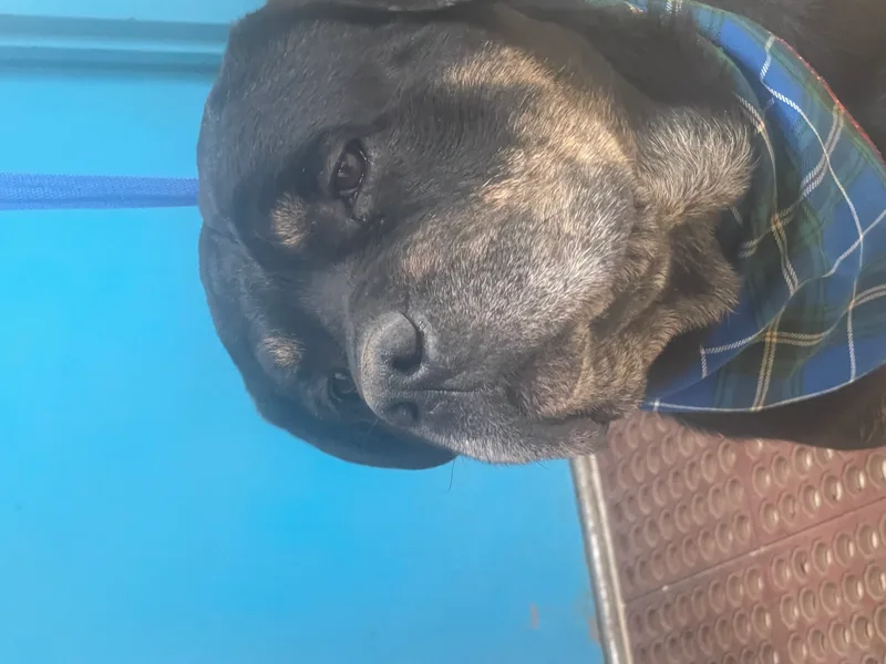 R.b. Aka Rocky Balboa thumbnail 2