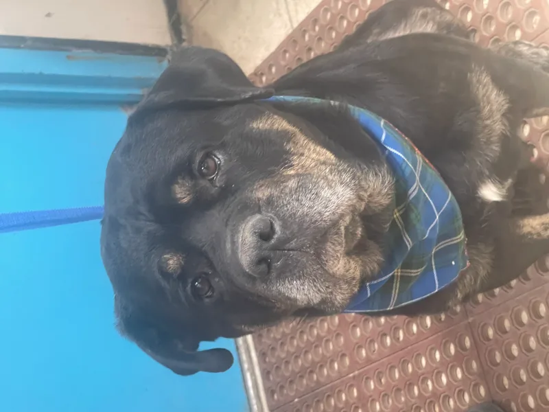 R.b. Aka Rocky Balboa thumbnail 3