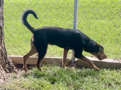 An adult medium-sized female Black Hound dog named Ella for adoption in Glasgow, KY