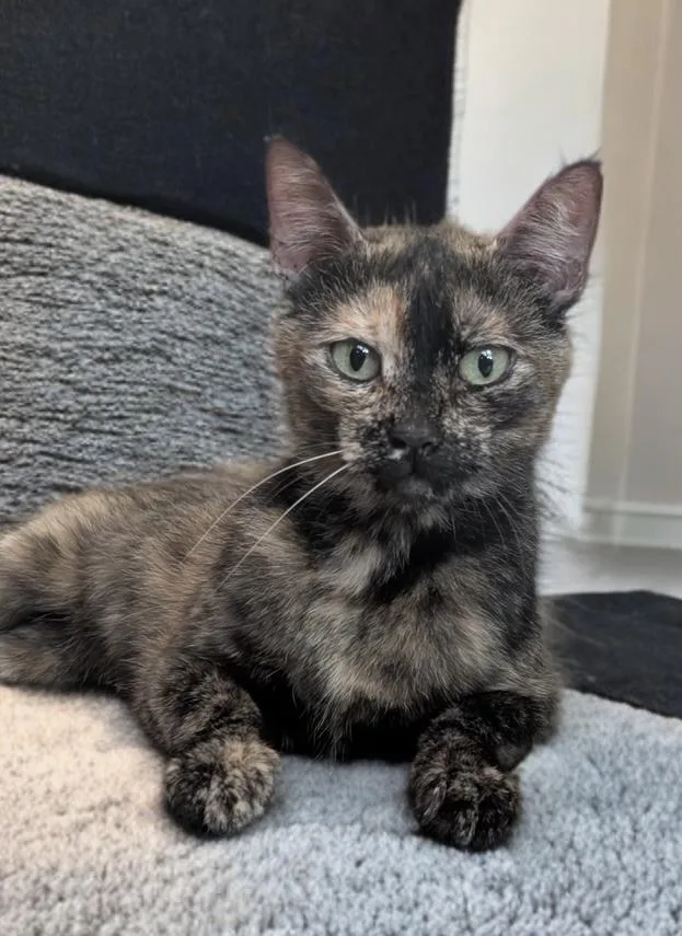 A young medium-sized female Tortoiseshell Domestic Short Hair cat named Nancy for adoption in Houston, TX