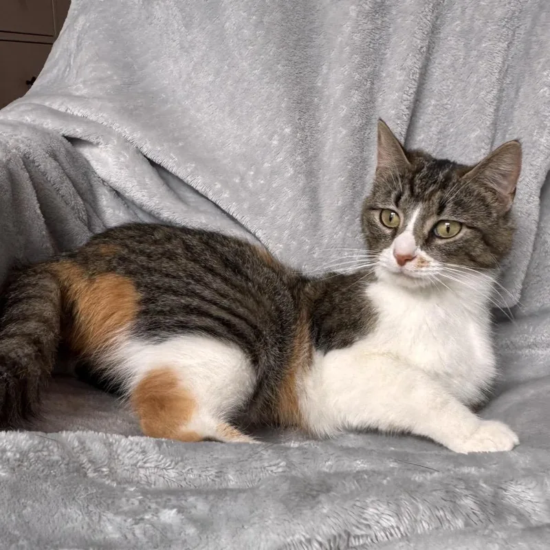 A young small-sized female Brown / Chocolate Domestic Short Hair cat named Calista for adoption in La Grange, KY