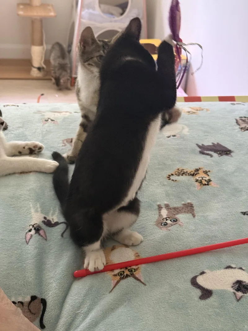 A baby medium-sized female Black & White / Tuxedo Domestic Short Hair cat named Mighty Morticia for adoption in Stow, MA