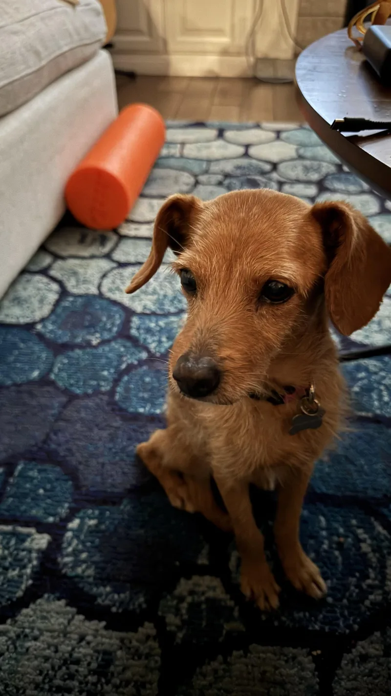 A senior small-sized female Brown / Chocolate Terrier dog named Sunny for adoption in Laguna Beach, CA