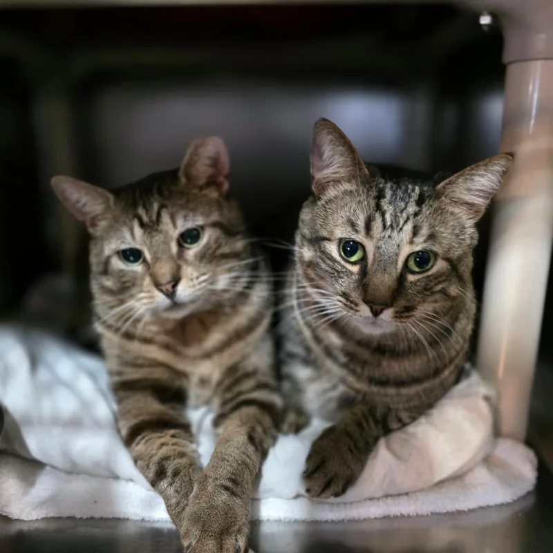 Pops & Artemisbonded pair