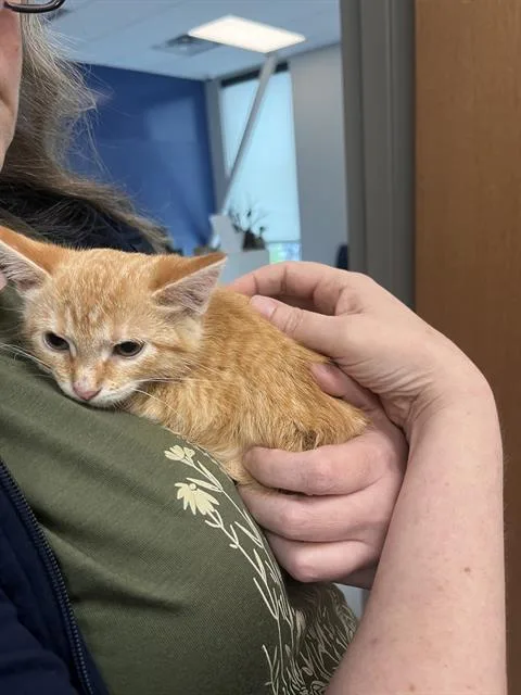 A baby small-sized male Domestic Short Hair cat named Charizard for adoption in Indianapolis, IN