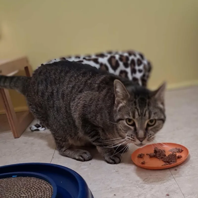 An adult medium-sized female Tabby (Brown / Chocolate) Domestic Short Hair cat named Sweets for adoption in Vine Grove, KY