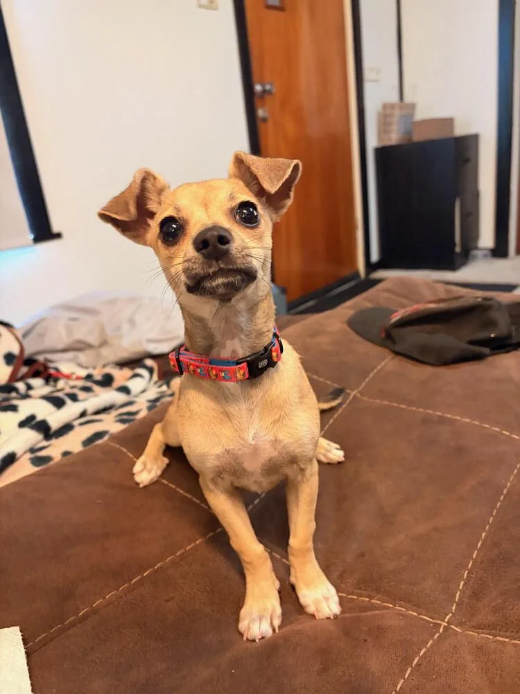 A baby small-sized female Brown / Chocolate Chihuahua dog named London for adoption in Linton, IN