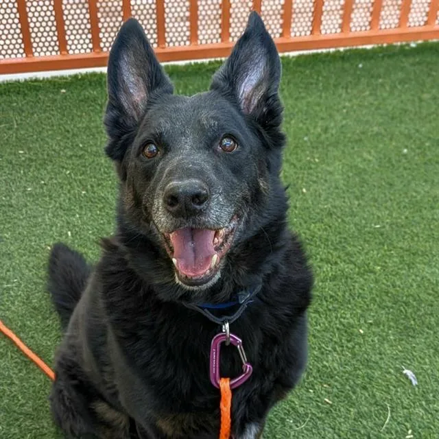 A senior large-sized male German Shepherd Dog dog named Otis for adoption in Las Vegas, NV