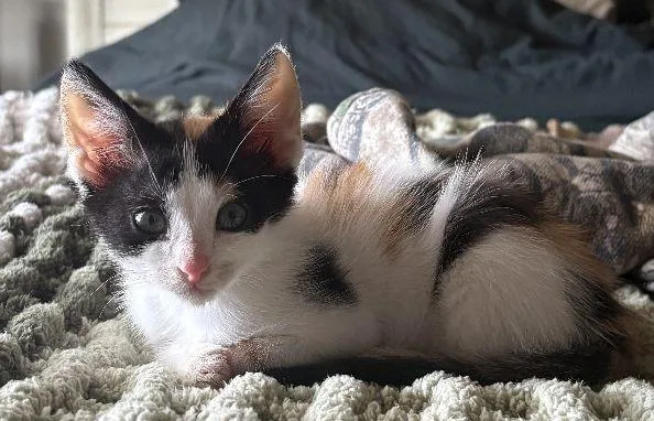 A baby medium-sized female Calico cat named Mig for adoption in Lafayette, LA