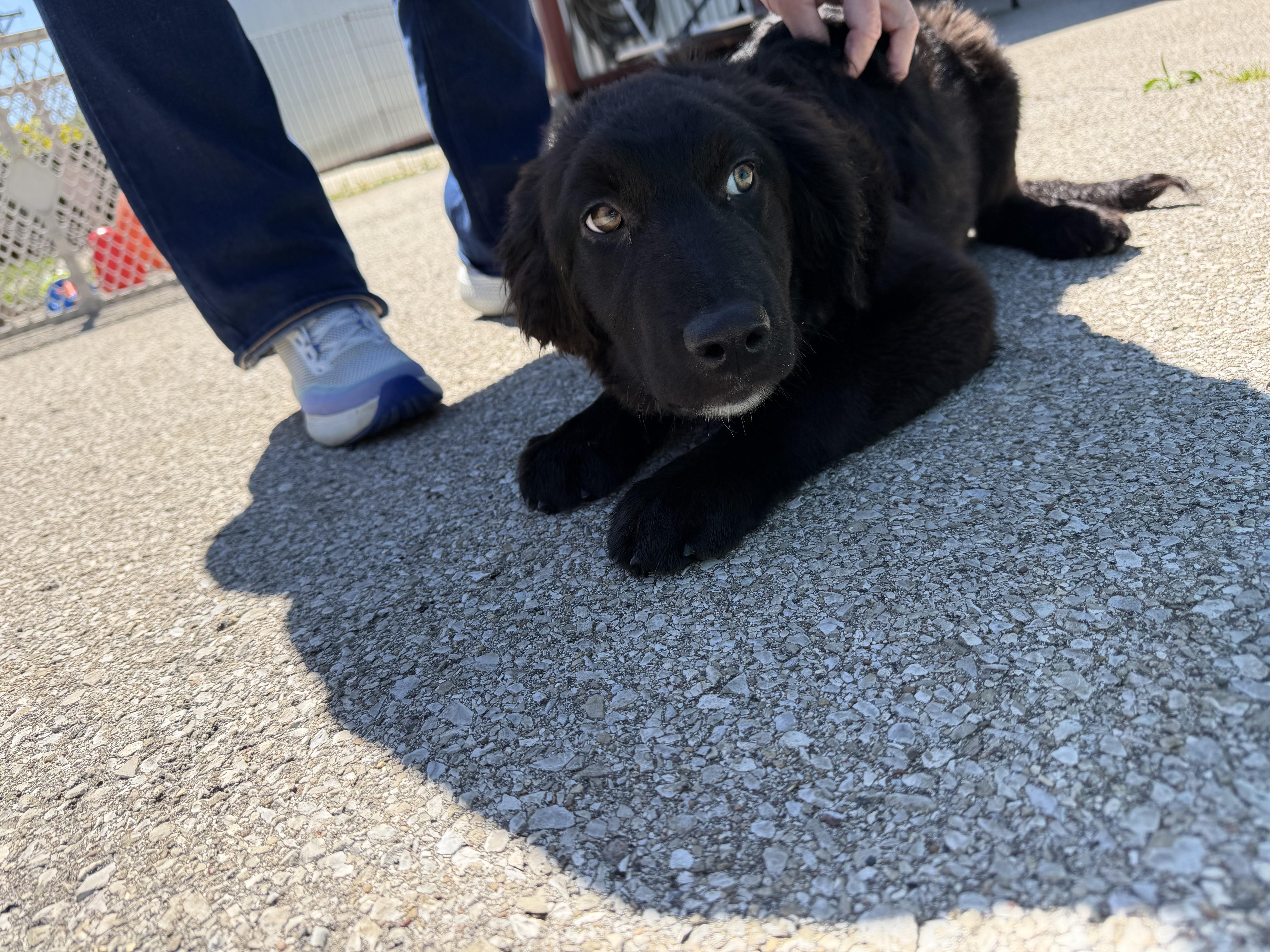 Opie