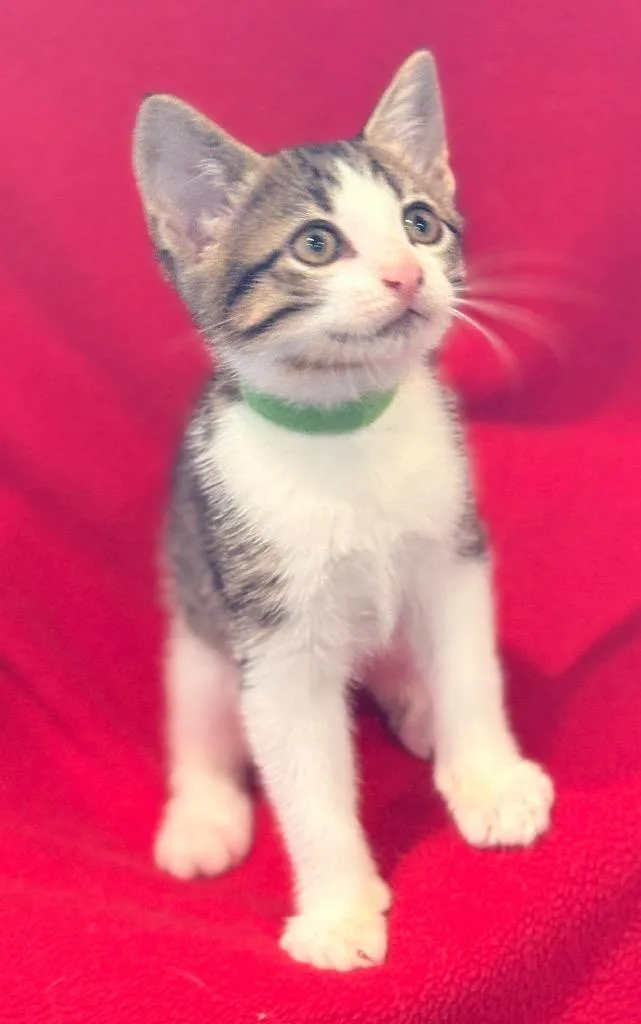 A baby small-sized female Domestic Short Hair cat named Ollie for adoption in Spring, TX