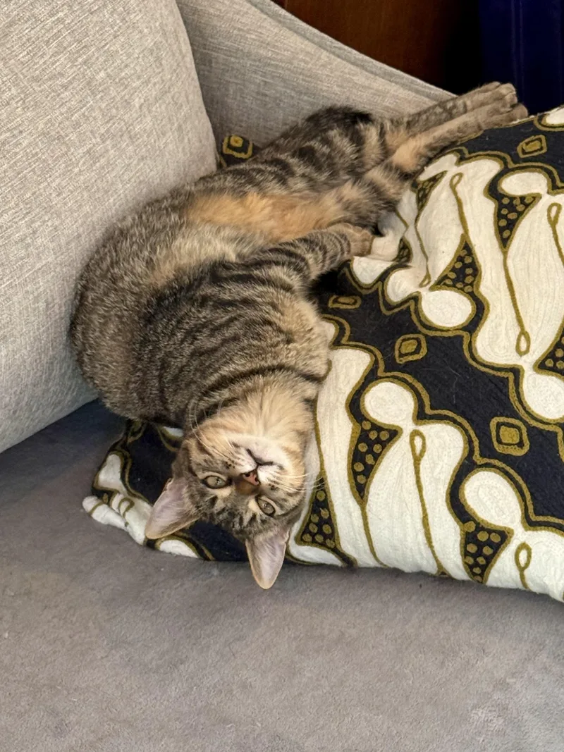 A baby small-sized female Tabby (Brown / Chocolate) Domestic Short Hair cat named Buttercup for adoption in Nashville, TN