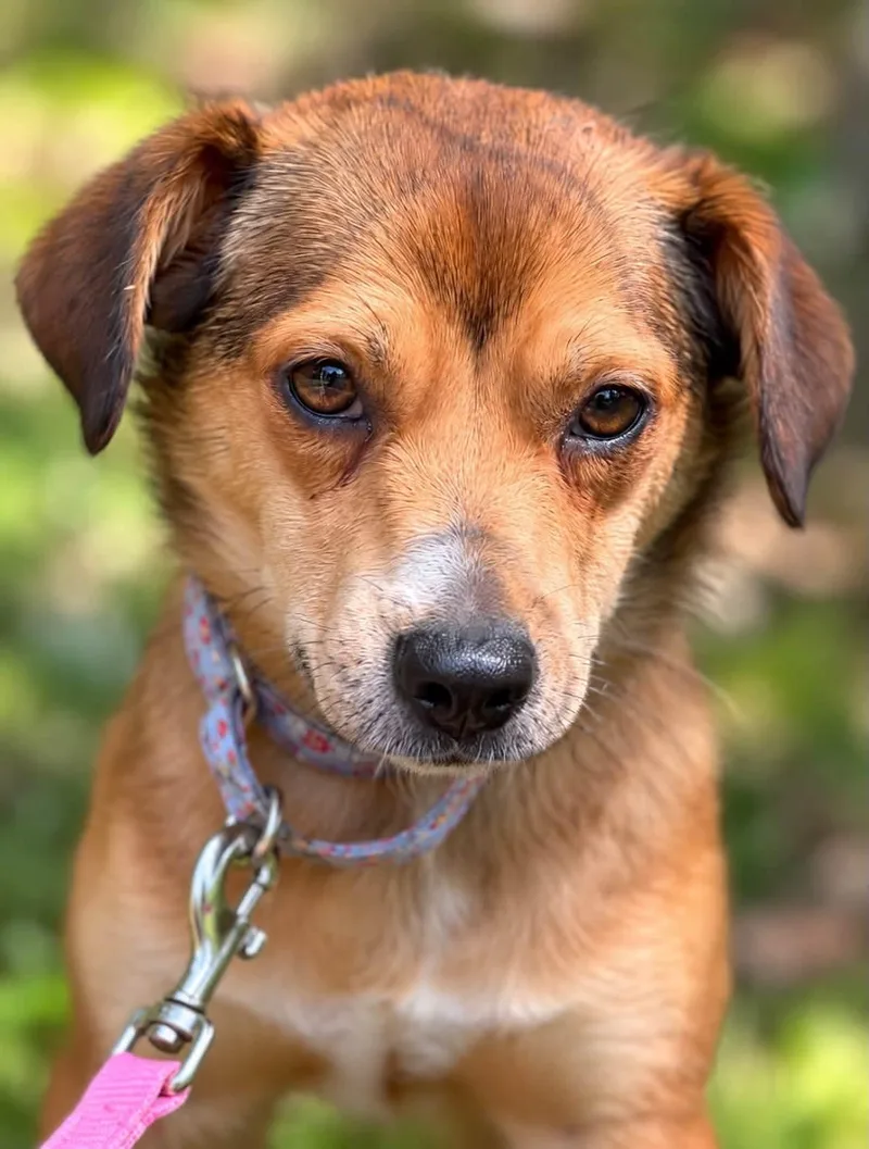 An adult small-sized female Chihuahua dog named Twinkie for adoption in Shinnston, WV