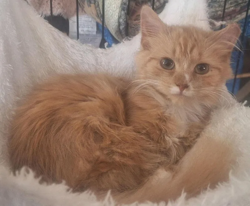 A baby small-sized female Orange & White Domestic Long Hair cat named Roxie for adoption in Greensboro, NC