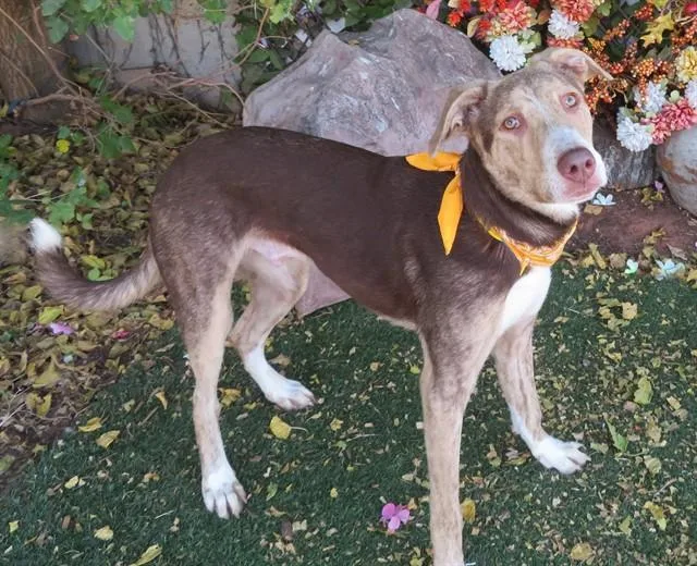 A young small-sized male Labrador Retriever dog named Denny for adoption in Oklahoma City, OK