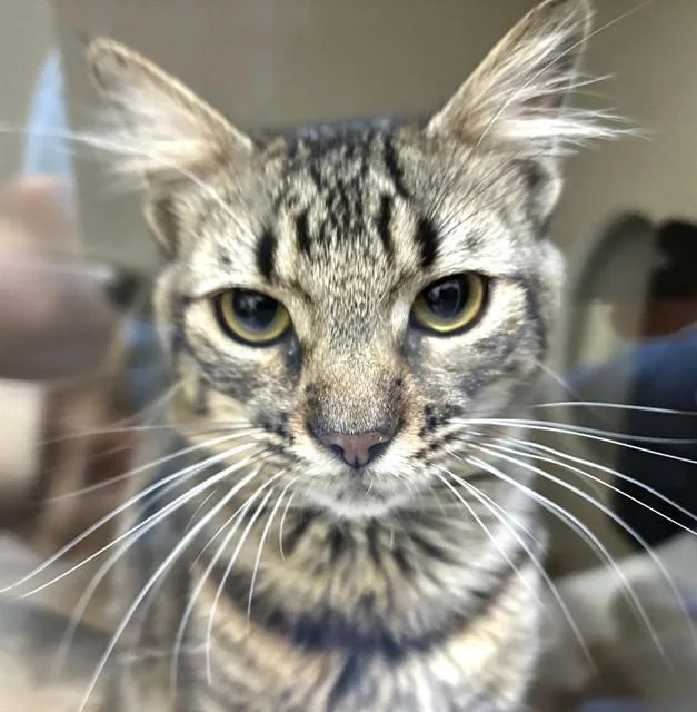 A young medium-sized male Domestic Long Hair cat named Alex for adoption in Dedham, MA