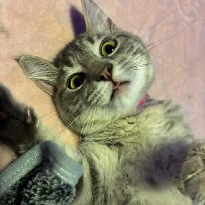 A baby small-sized female Gray / Blue / Silver Domestic Short Hair cat named Mei Rydalch for adoption in Eagle Mountain, UT