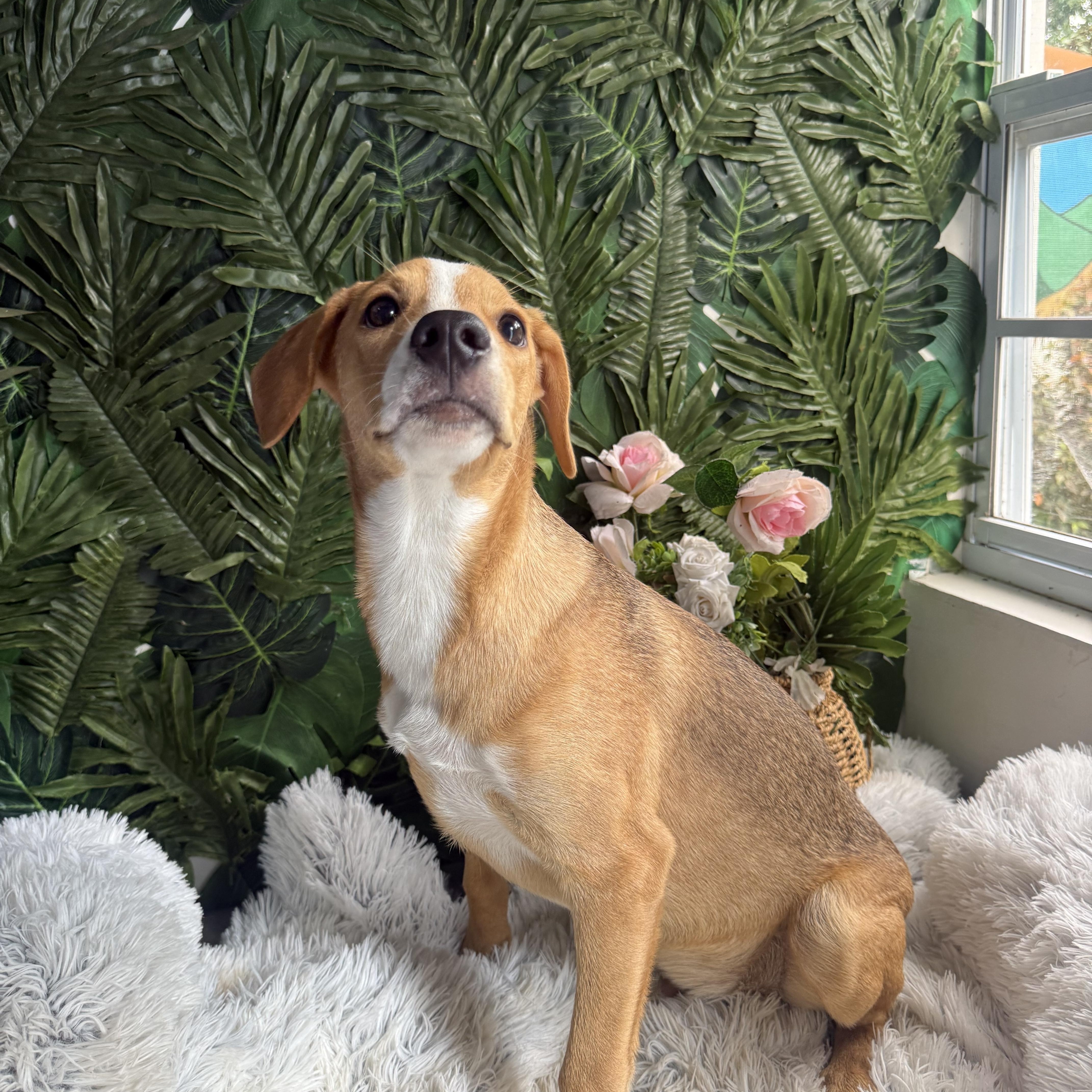A baby medium-sized male Golden Mixed Breed dog named Cedar for adoption in Richmond, VA