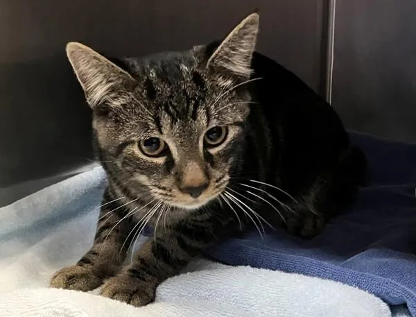 A young medium-sized male Domestic Short Hair cat named Meatball for adoption in Staten Island, NY
