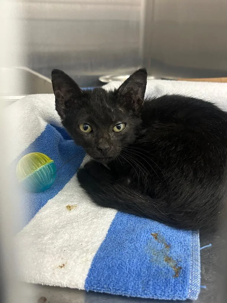 A baby medium-sized female Domestic Short Hair cat named Destiny for adoption in Hartsville, SC