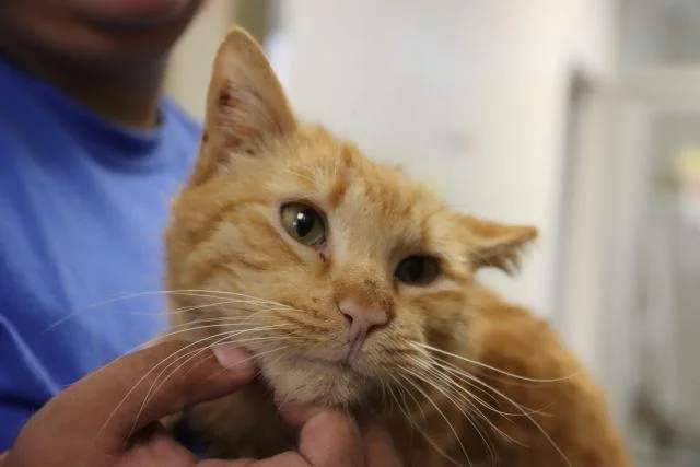 An adult small-sized male Domestic Short Hair cat named Orville for adoption in Tucson, AZ