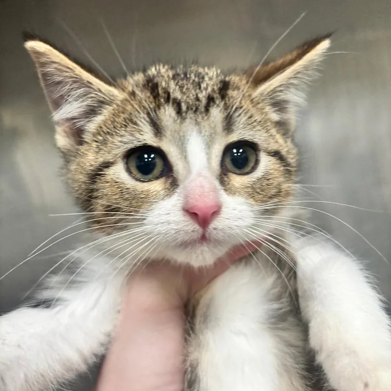 A baby small-sized female Torbie Domestic Short Hair cat named Rose C for adoption in Napoleon, OH
