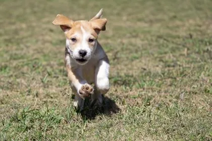 A baby small-sized male Mixed Breed dog named Rolly Poly for adoption in West Chester, PA