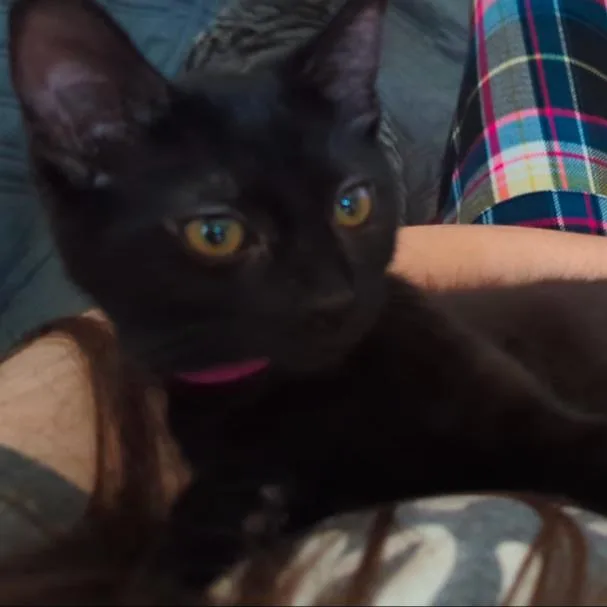 A baby small-sized female Black Domestic Short Hair cat named Athena for adoption in Traverse City, MI