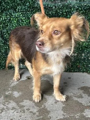 A young medium-sized male Shepherd dog named 61779949 for adoption in El Paso, TX
