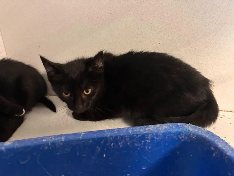 A baby medium-sized male Domestic Short Hair cat named Rocky for adoption in New Kensington, PA