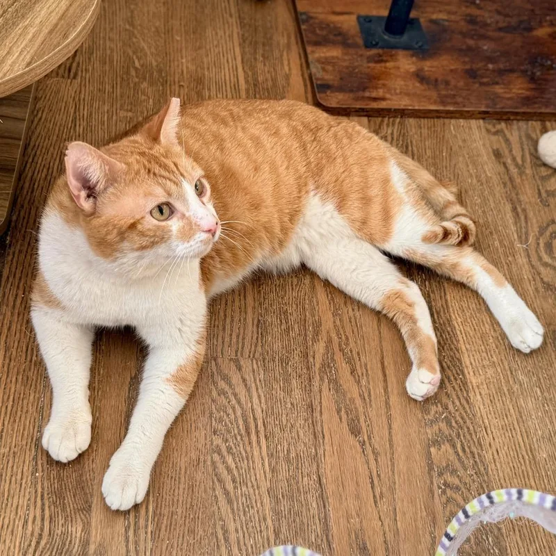 An adult small-sized male Orange / Red Domestic Short Hair cat named Sunkist for adoption in Los Angeles, CA