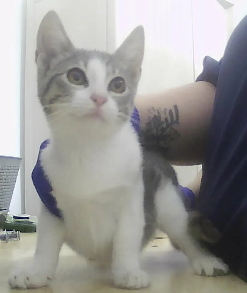 A baby small-sized female Gray & White Domestic Short Hair cat named Dillie for adoption in Anoka, MN