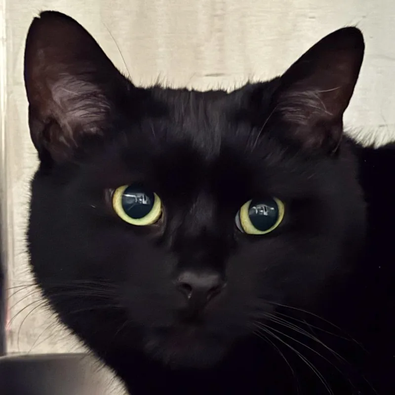 An adult extra large-sized male Black Domestic Short Hair cat named Andy Bonded W Amos for adoption in Kennebunk, ME