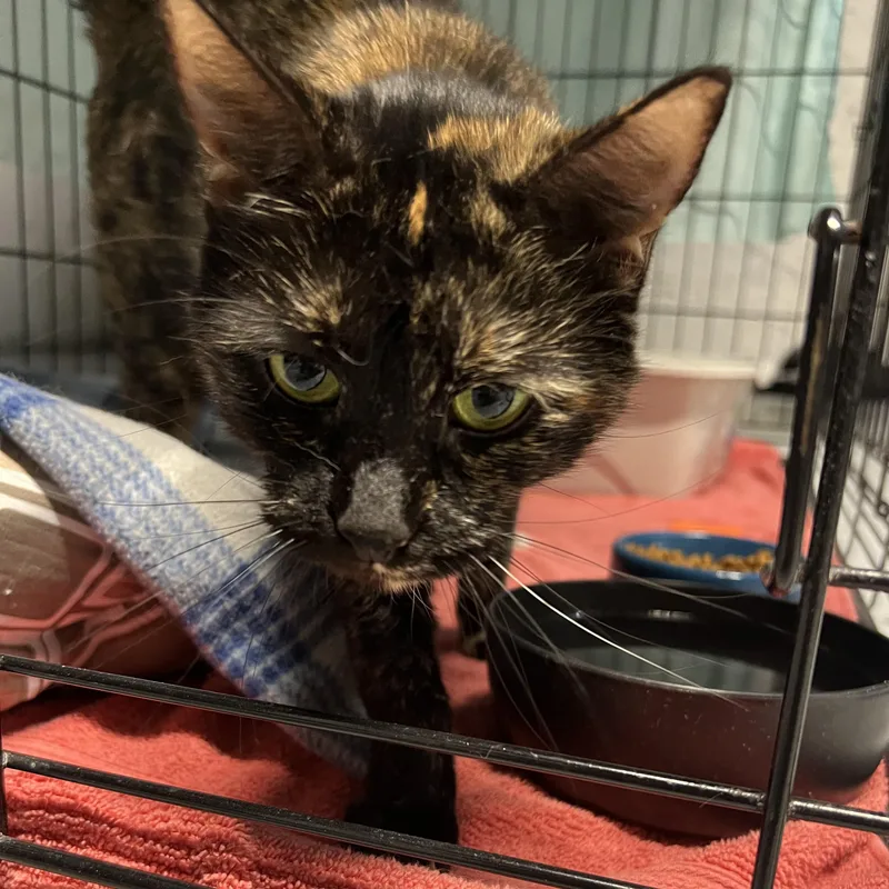 An adult small-sized female Tortoiseshell cat named Phoebe for adoption in Altoona, PA