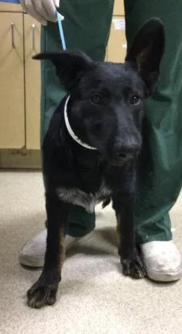 A baby small-sized female German Shepherd Dog dog named Shelly for adoption in Riverside, CA