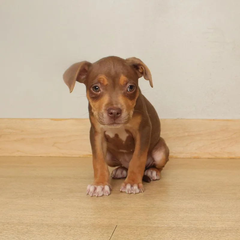 Roxi D thumbnail 4