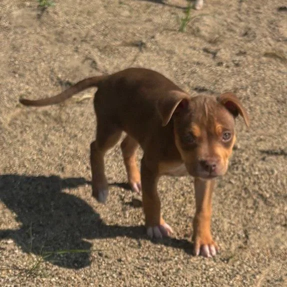Roxi D thumbnail 5