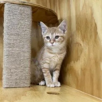A baby small-sized male Orange / Red Domestic Short Hair cat named Bashful for adoption in Archbold , OH
