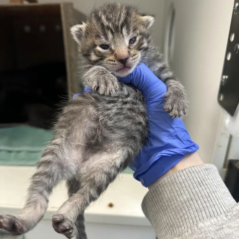 A baby small-sized male Brown / Chocolate Domestic Short Hair cat named Telly for adoption in Philadelphia, PA