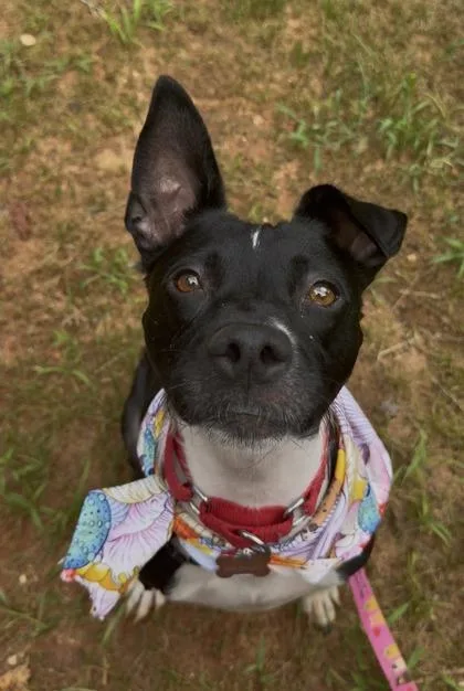 An adult medium-sized female Mixed Breed dog named Hartley for adoption in Atlanta, GA