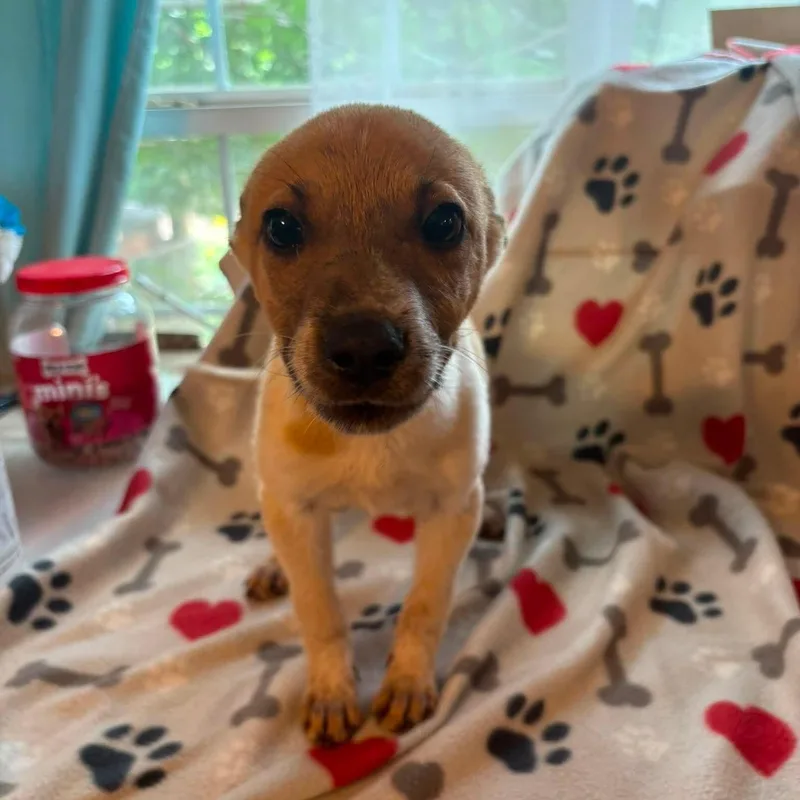 A baby medium-sized male Tricolor (Brown, Black, & White) Australian Cattle Dog / Blue Heeler dog named Pj for adoption in Caldwell, TX