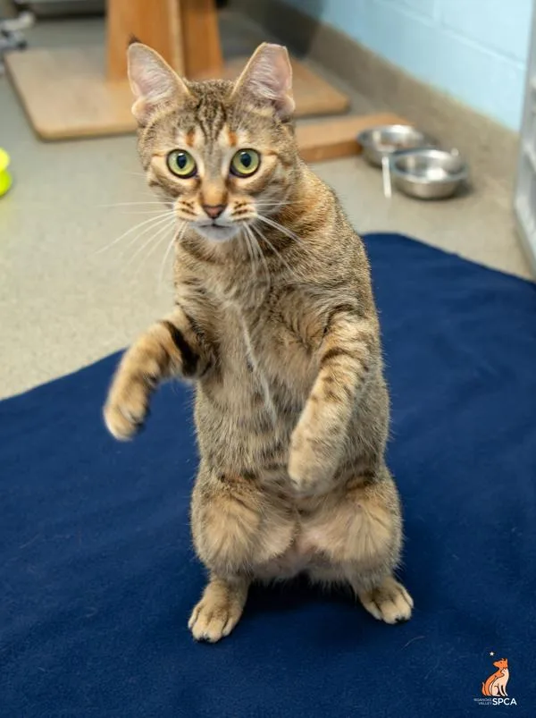An adult medium-sized female Domestic Short Hair cat named Patricia for adoption in Roanoke, VA