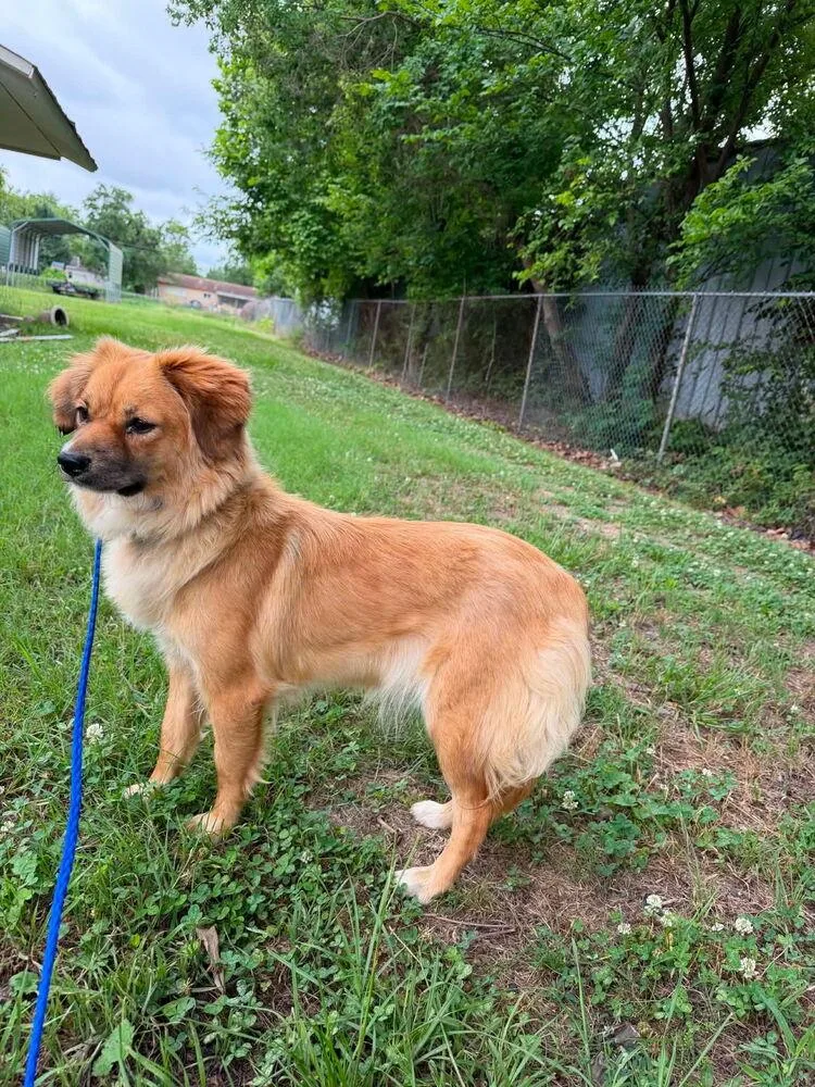 A young small-sized female Red / Chestnut / Orange Corgi dog named Pippin for adoption in Earleville, MD