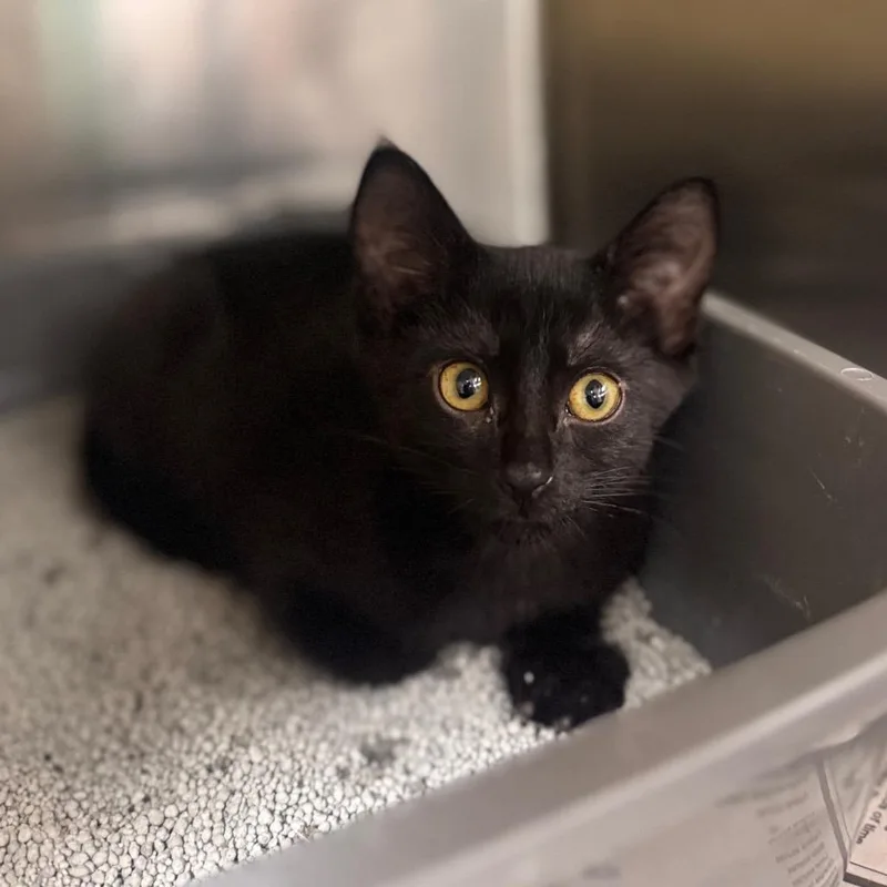 A baby small-sized female Black Domestic Short Hair cat named Alley for adoption in Starkville, MS