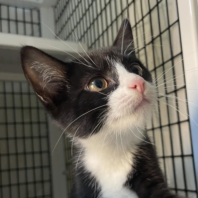 A baby small-sized female Black Domestic Short Hair cat named Andersonville for adoption in Chicago, IL