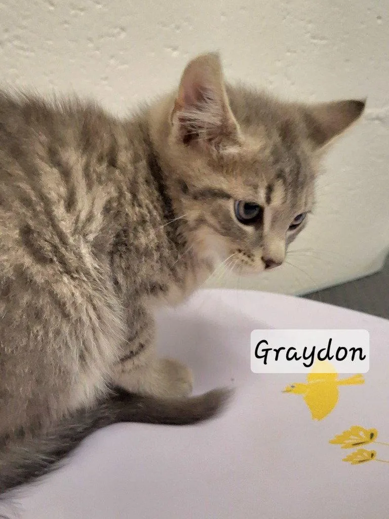 A baby small-sized male Domestic Short Hair cat named Graydon for adoption in Ellijay, GA