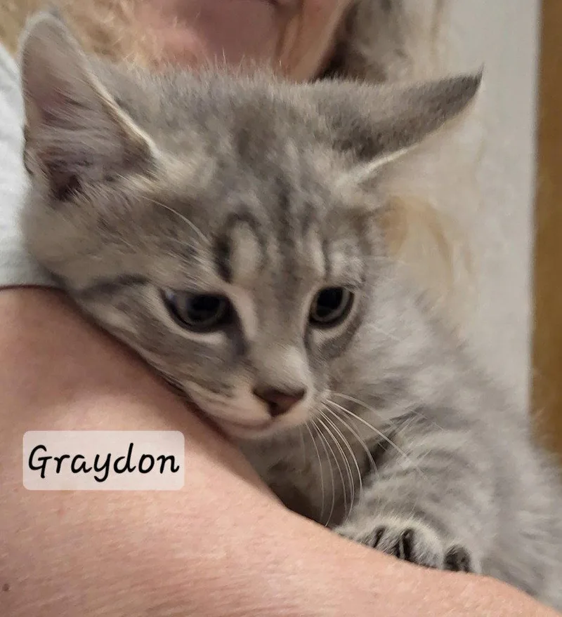Graydon thumbnail 2