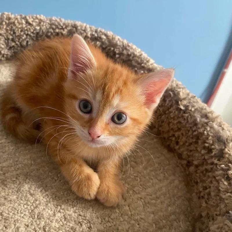 A baby small-sized female American Shorthair cat named Biscuit for adoption in Danbury, CT