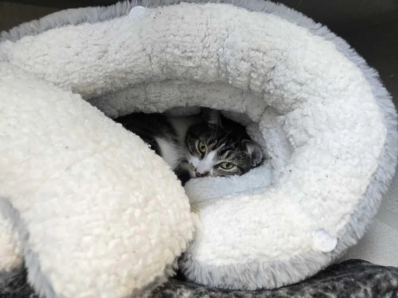 An adult medium-sized male Domestic Short Hair cat named Moose for adoption in Bowling Green, OH