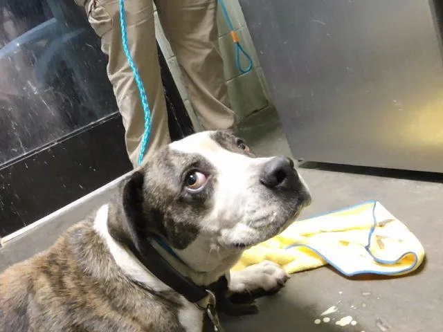 A young large-sized male Pit Bull Terrier dog named King Cobra for adoption in Tulsa, OK
